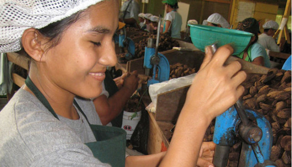 Brazil_Nut_IMG4447_INPERCT009